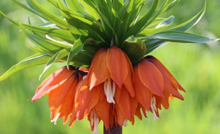 Благодарственное письмо от Агентства гражданской авиации