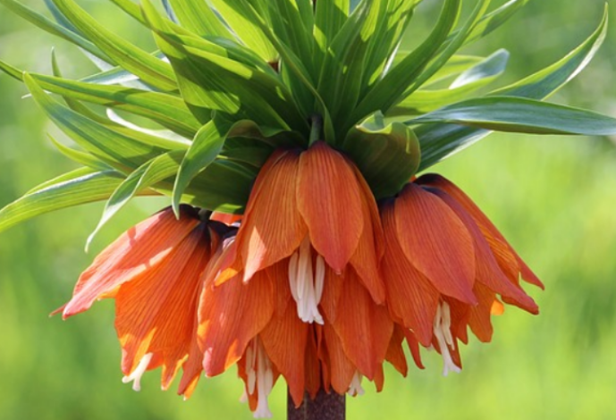 Благодарственное письмо от Агентства гражданской авиации