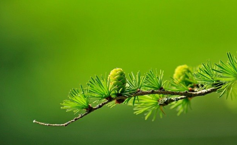 Вакцинация против COVID-19: 